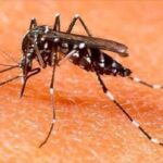 Cómo protegerse del mosquito tigre de forma natural