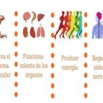 Qué beneficios tiene el magnesio para el cuerpo humano