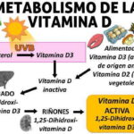 Vitamina D: Funciones, Beneficios y Cómo Aumentarla